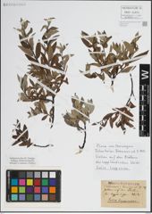 Foto von Salix lapponum L.